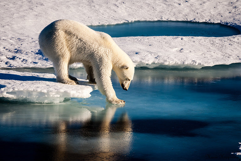 FACTS: Climate Change in the Arctic